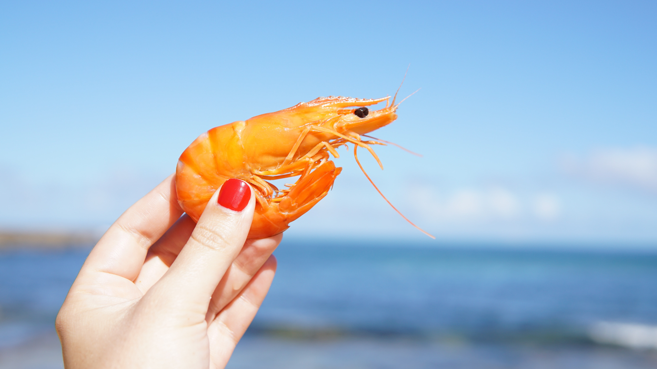 Is it a sin to eat shrimp? (Catholic Response)